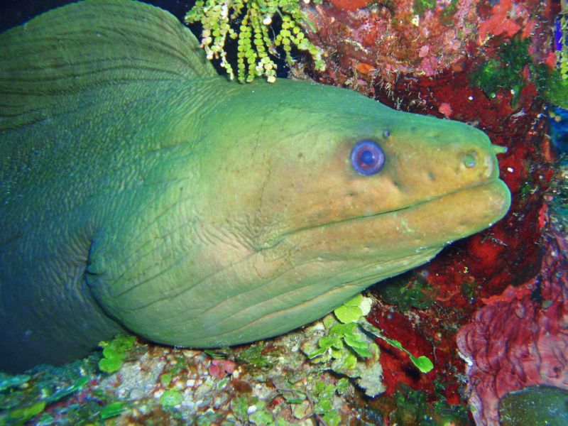green moray face